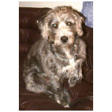 05-Dog.jpg