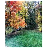 11-2-Backyard.jpg